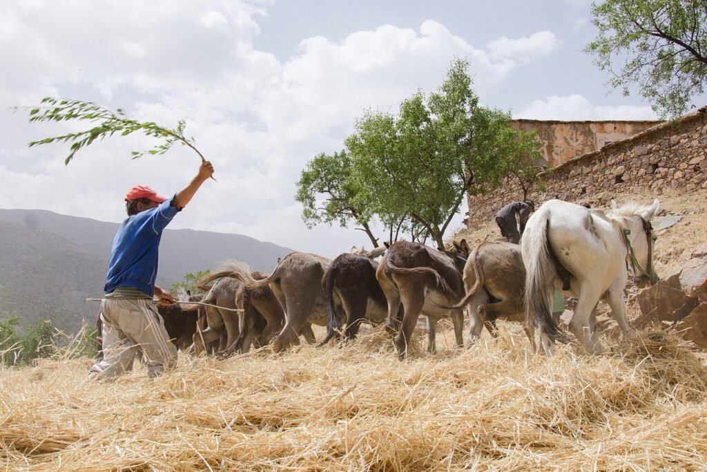 herder, horse, agriculture, tradition, grains, culture, high atlas, mountains, nature, heritage, work, harvest