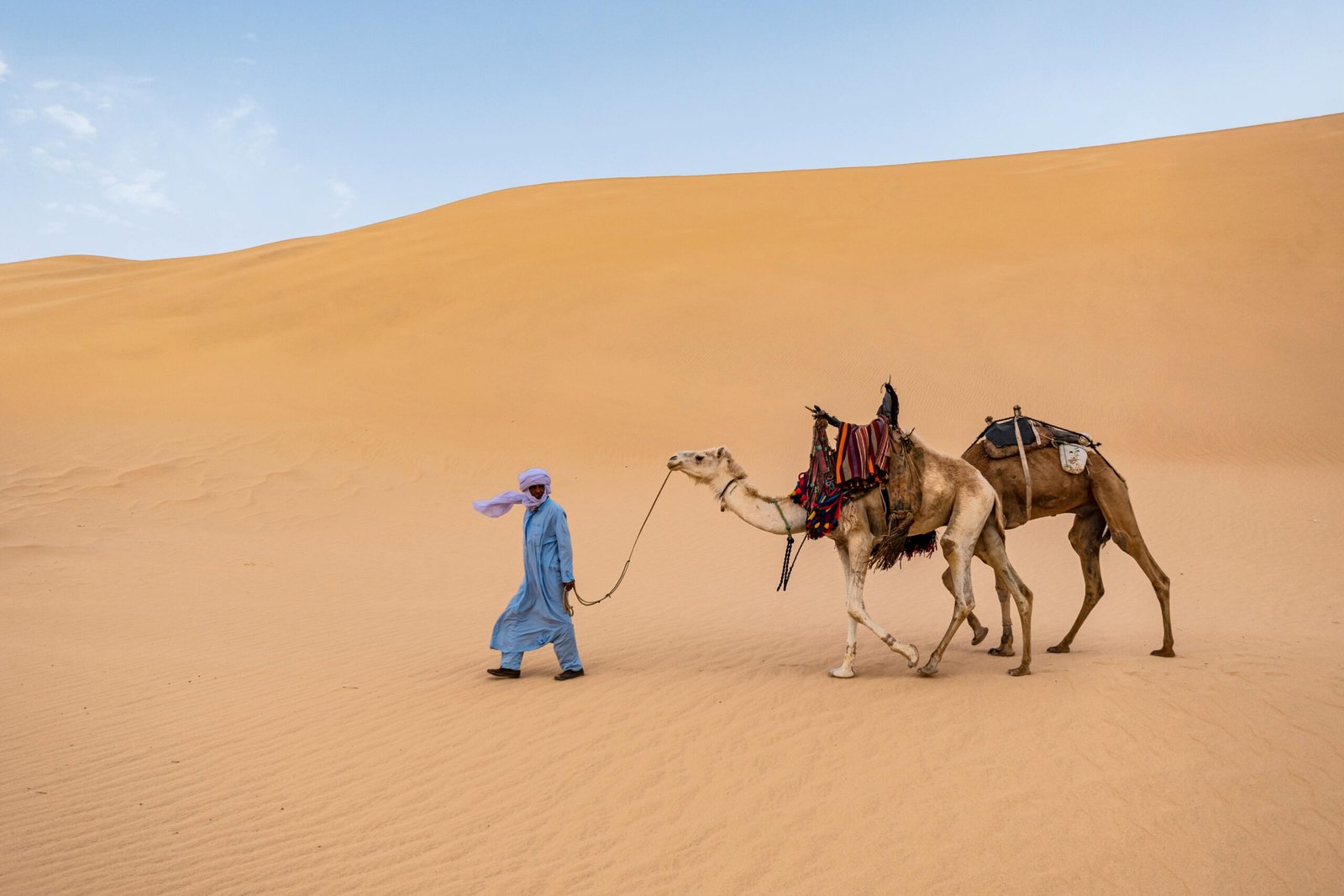 Man leading camels through the Sahara desert's golden dunes under a clear sky.