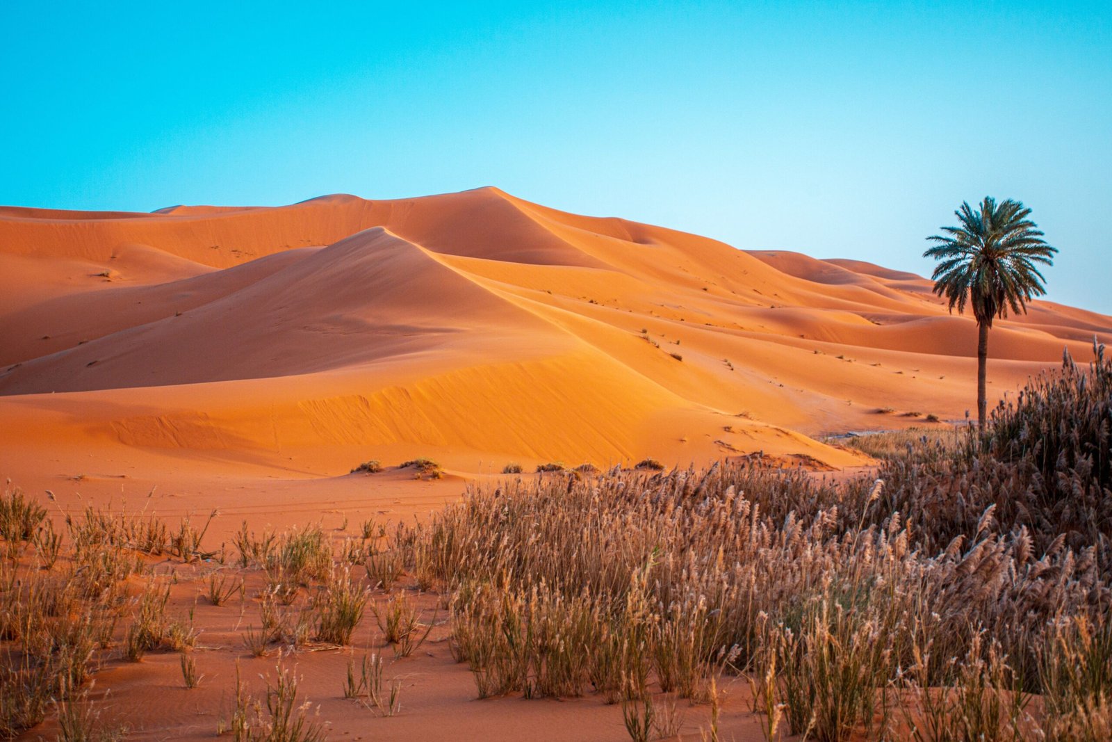 Stunning view of the majestic sand dunes in Merzouga, Morocco with a lone palm tree.